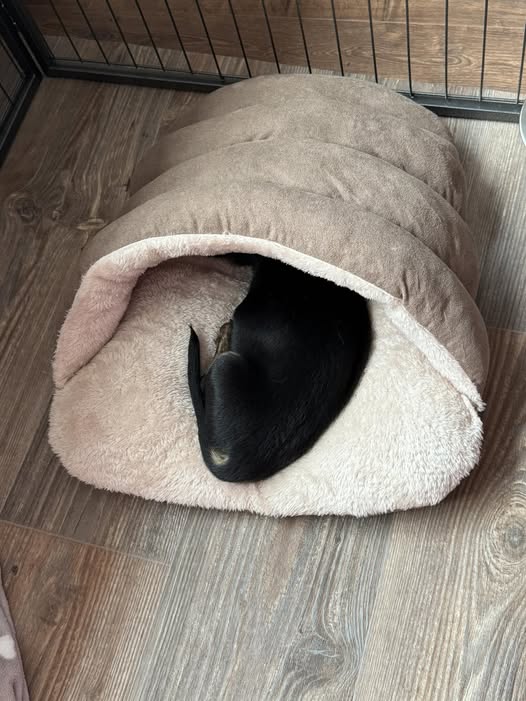 Hendrik in zijn droom