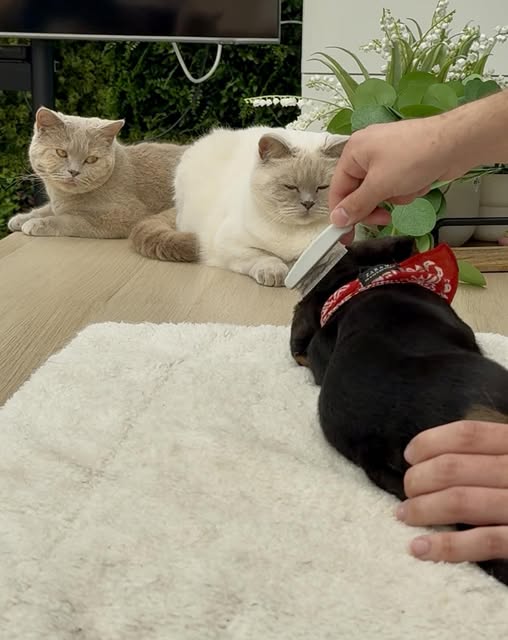 Hendrik zondagse kamdag